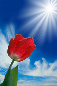 美丽的鲜红色郁金香在春天的阳光下发光背景图片