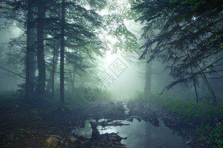 神秘森林和迷雾的美丽奇幻景观图片