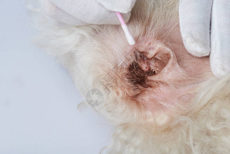 用棉棒清洁感染的脏狗耳朵图片
