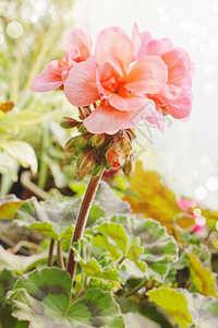 粉红色的美丽风化天竺葵图片