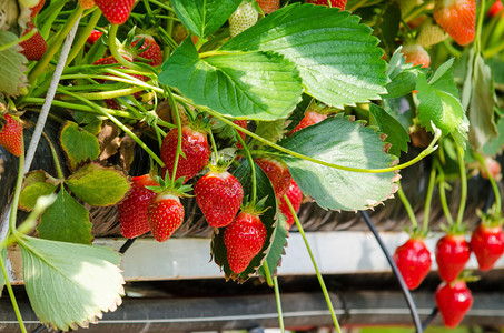 在温室中种植的新鲜草莓图片
