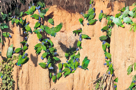 大群鹦鹉在悬崖上吃粘土秘鲁图片