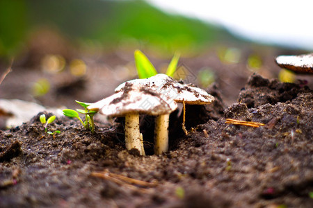 Bir长期降雨后的苔图片