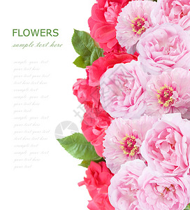 白色与样本文隔开的鲜花背景粉红玫瑰和图片