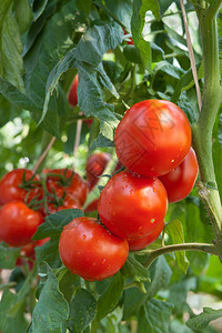 在温室里种植红番茄背景图片