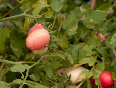 雨后枝头的小西红柿图片