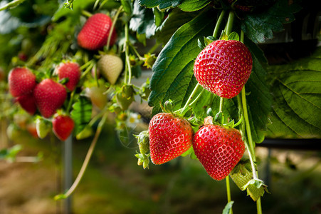 草莓在桌面顶层灌溉系统上商图片