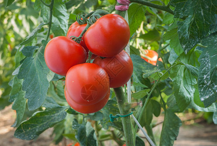 温室种植番茄图片