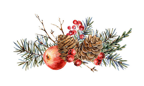 冷杉树枝红苹果浆果松果白色上孤立的老式植物插图的水彩圣诞天然贺卡自然图片