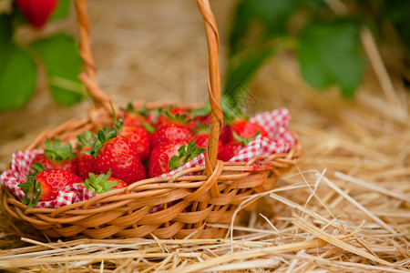 草莓在草莓田地上的树枝图片