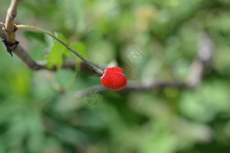 高山金银花果实拉丁名Loniceraal图片