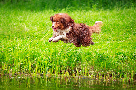 澳大利亚牧羊犬图片