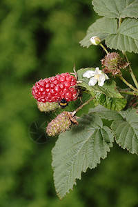 红色Tayberry的图片