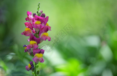 花园中的金鱼草花图片