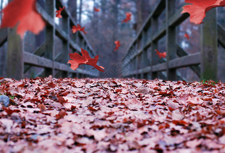 秋天森林小径上的红落叶图片