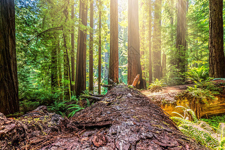 加利福尼亚北部森林的堕落红木图片