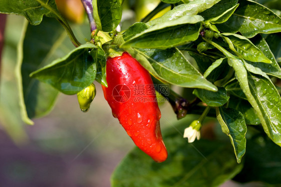 菜园里的新鲜红辣椒图片