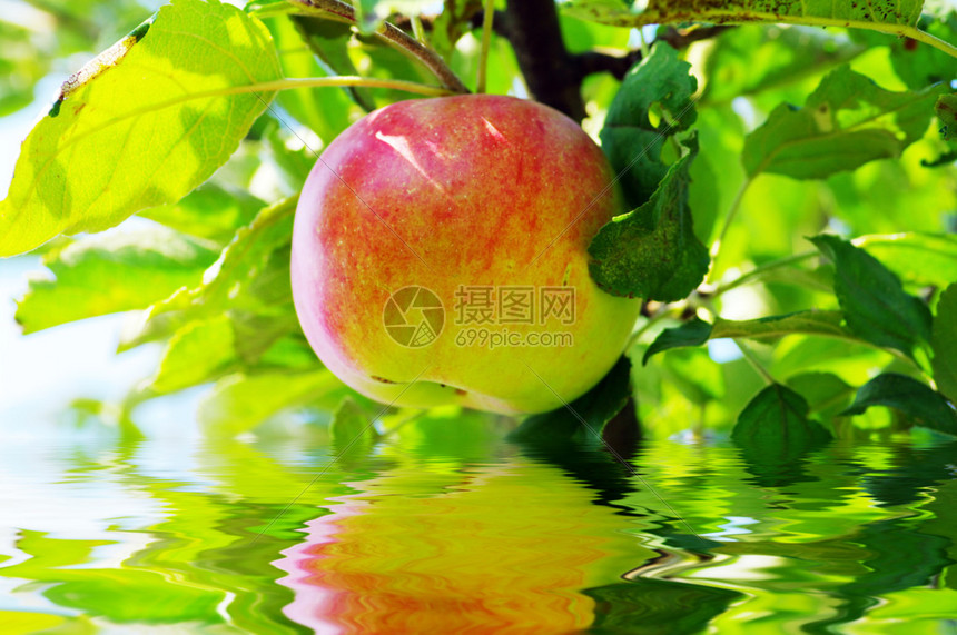 简洁的为什么苹果是红色的的照片