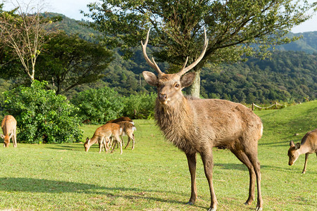 奈良公园的雄鹿图片