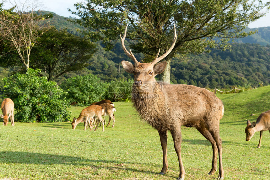 雄鹿狂飙三分雨字母哥暴扣领衔赛季最燃进攻风暴