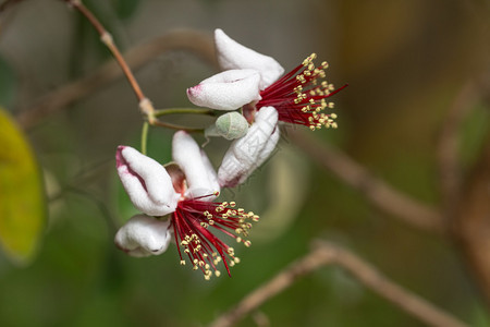 feijoa花在前景中关闭图片