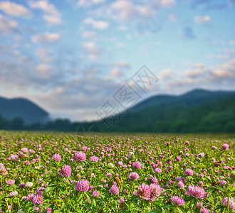 山附近绿色草地上的粉红色三叶草花图片