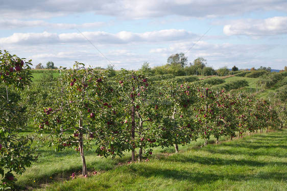 果园苹果树农场果园有机农业图片