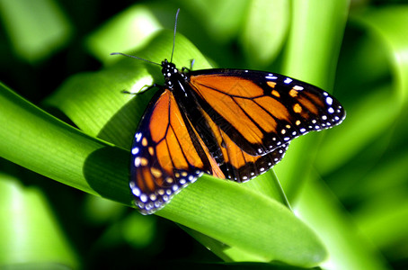 绿叶上美丽的帝王蝶图片素材