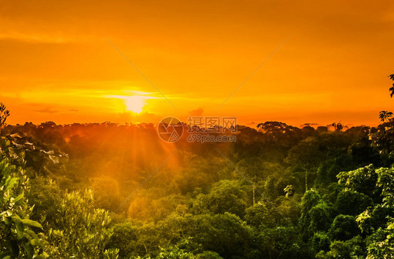 巴西雨林树上日落的景色观赏巴西雨水图片