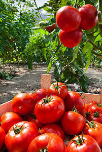 准备采摘的成熟西红柿图片