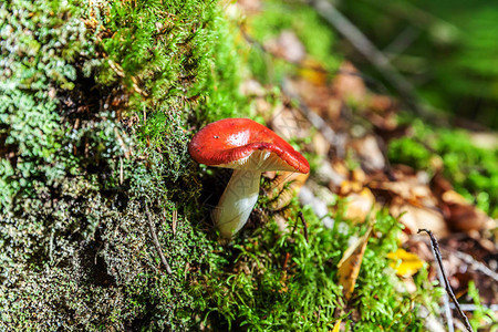 可食用的小蘑菇Russula与红色赤褐色帽在苔藓秋季森林背景中真菌在自然环境中大蘑菇宏关闭鼓舞人心的自然夏图片