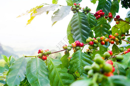 泰国北部山区树上新鲜的阿拉伯咖啡豆校图片