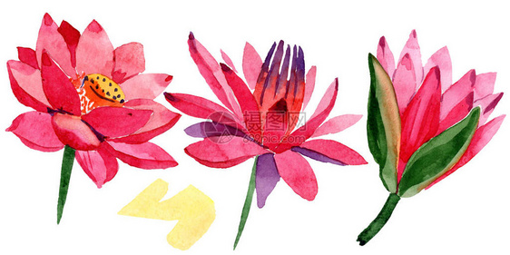 红莲花孤立的莲花插图元素水彩背景插图图片