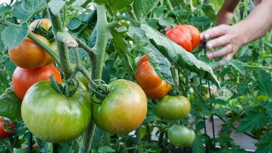 在花园里在家种植的番茄被一个不图片