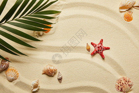 红海星和沙滩贝壳附近绿棕榈图片