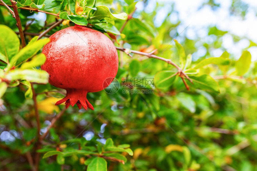 石榴树上成熟红石榴果实的特写图片