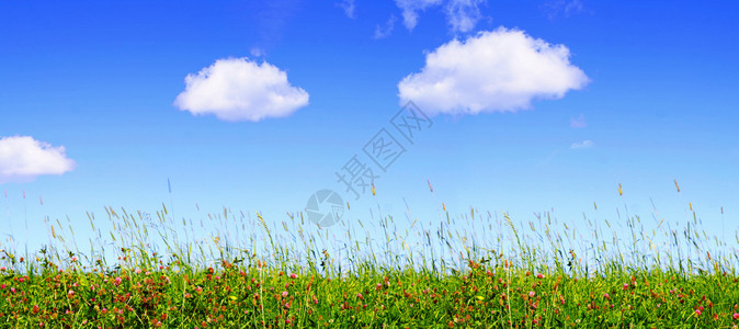 春天草甸和蓝天克利花草甸和蓝图片