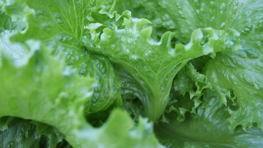 生菜背景蔬菜花园农业场绿色背景新鲜绿色生菜沙拉的特写图片