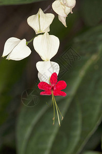 印度马哈拉施特拉邦ClerodendendrumThomsoniae图片