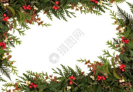 圣诞传统边框包括冬眠常春藤寄生虫和雪松西普丽叶螺旋图片