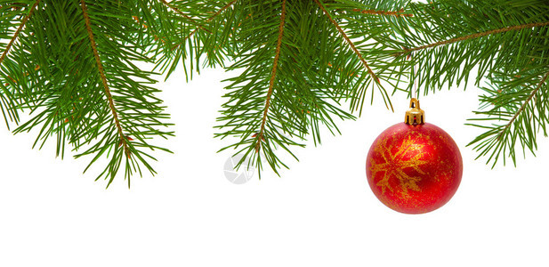 冷杉树枝上的红色圣诞球与白色背景隔离绿色云杉树图片