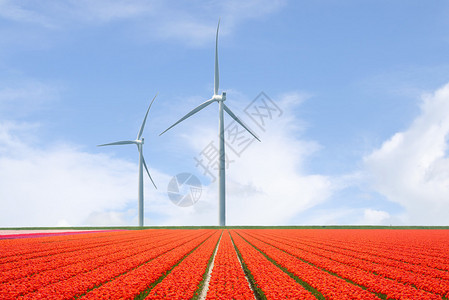 美丽的风景在荷兰与郁金香和风力涡轮机的荷兰风景荷兰图片
