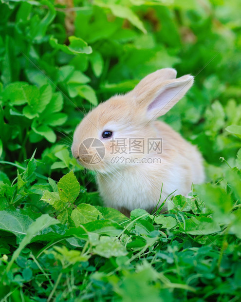 绿草上的小兔子图片
