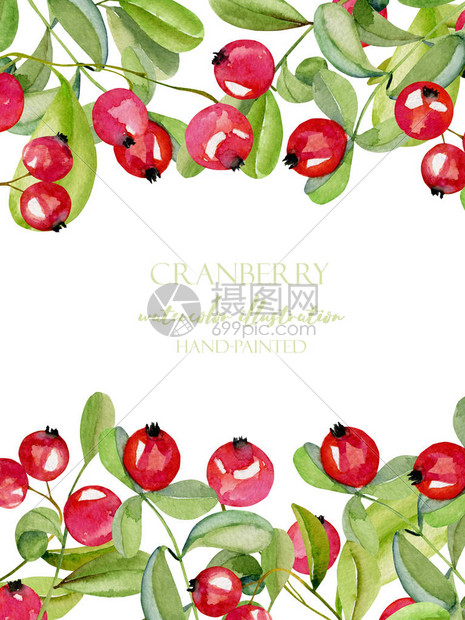 带有水彩cranberry框架边框白色背景上涂有手图片