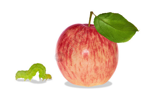 条纹成熟苹果和孤立在白色背景上的蠕虫图片