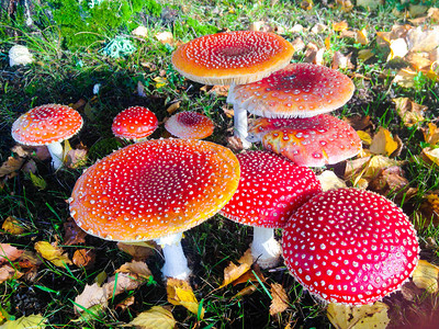 秋天神奇的小红蘑菇园图片