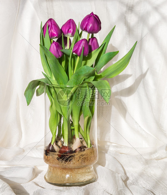 在水中生长的紫红色郁金香在玻璃花瓶里灯泡和根部全视图片