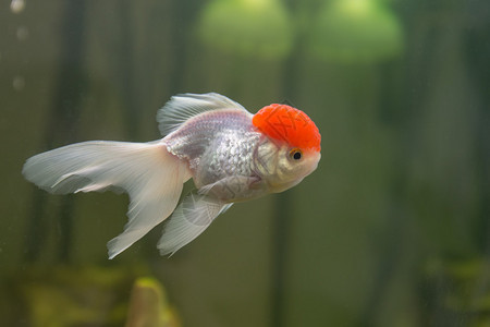 水族馆特写中的红帽金鱼图片