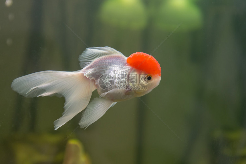 金魚 浮い て くる