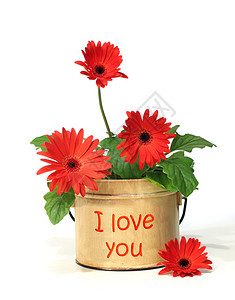 我爱你装在容器上的漂亮的菊花图片